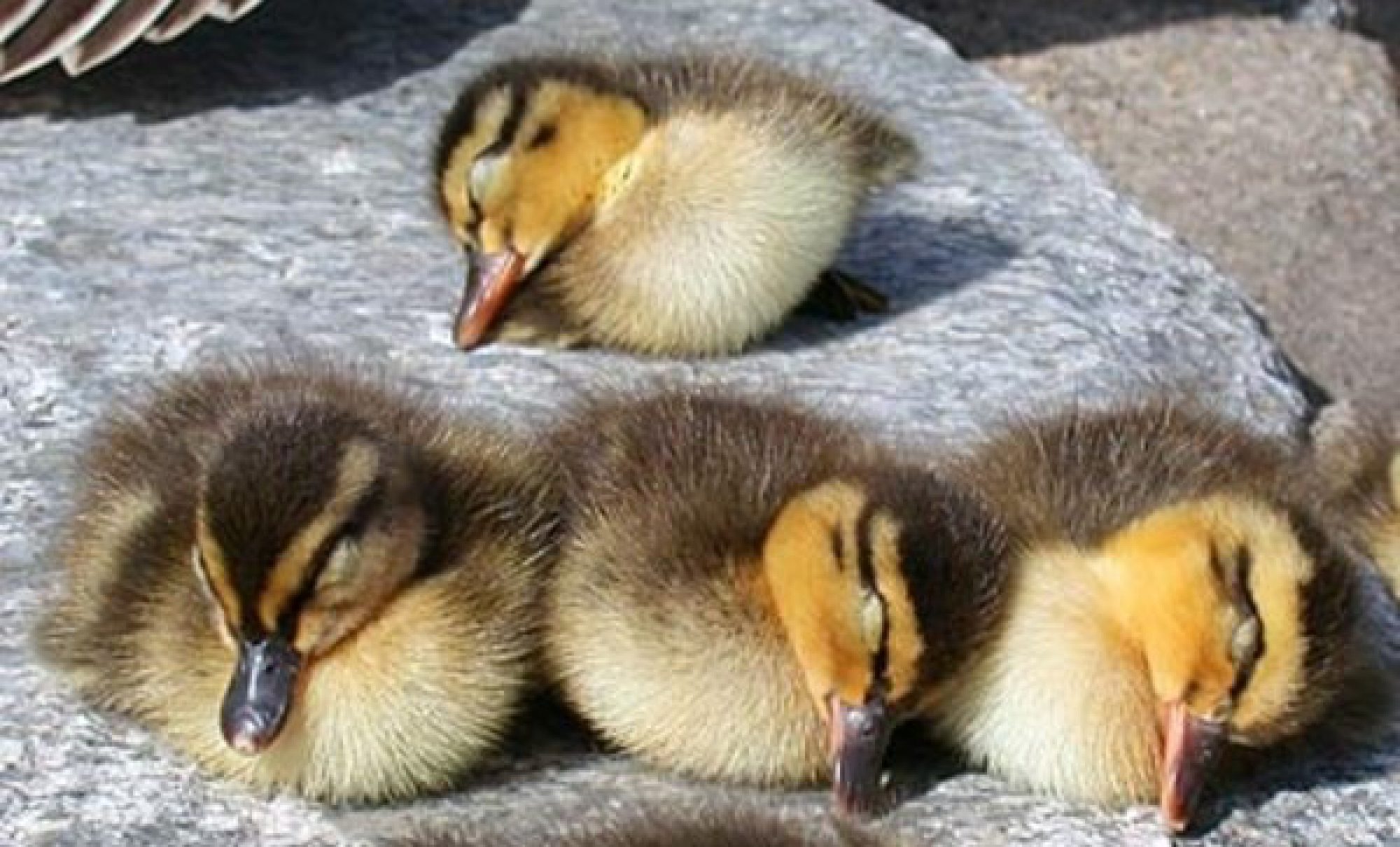 Sanje in ustvarjalnost, zagonetna povezava