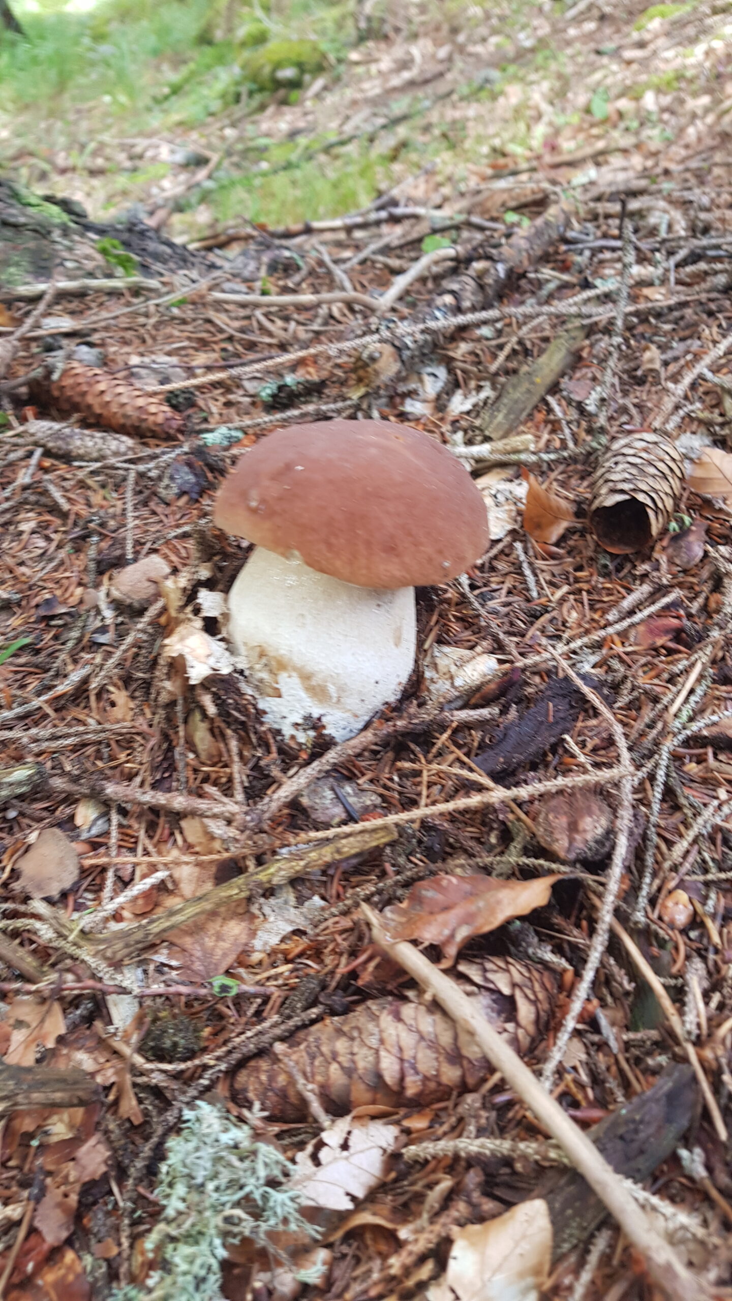 Gobe za zdravje možganov in bogat vir spermidina